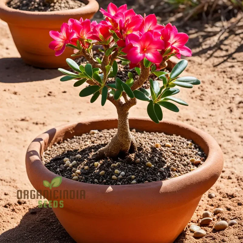 Mixed Color Desert Rose Flower Seeds for Planting