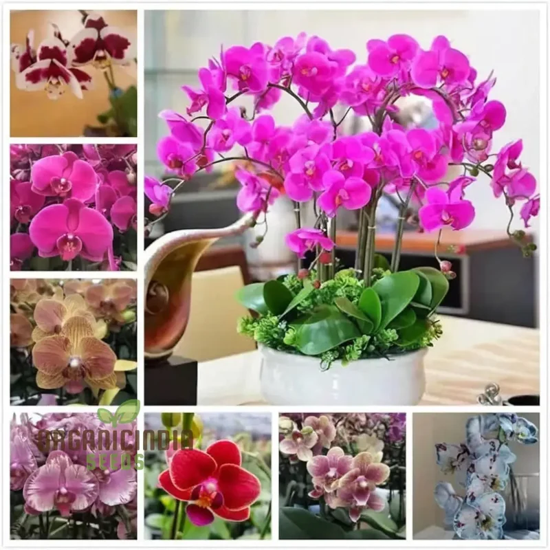 Mini Orchid Flower Seeds – Petite Indoor Blooming Variety for Pots, Terrariums, Balcony Gardens & Easy Home Growing