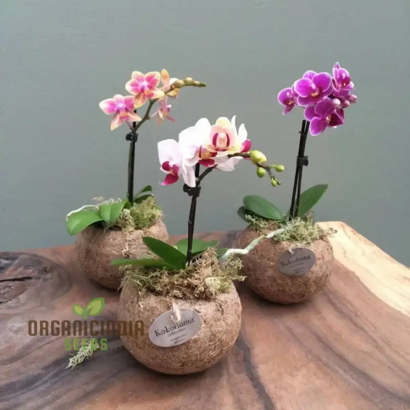 Mini Orchid Flower Seeds – Petite Indoor Blooming Variety for Pots, Terrariums, Balcony Gardens & Easy Home Growing