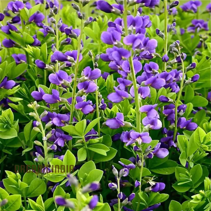 Blue False Indigo Flower Seeds, Native Perennial Beauty, Easy-to-Growing Captivating and Sustainable Garden