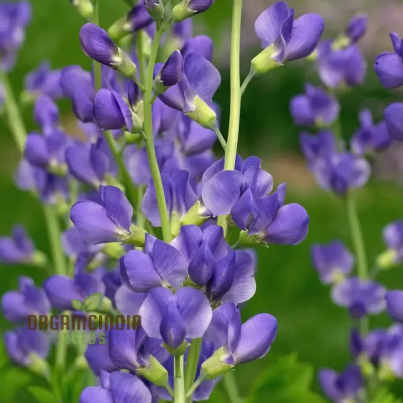 Blue False Indigo Flower Seeds, Native Perennial Beauty, Easy-to-Growing Captivating and Sustainable Garden