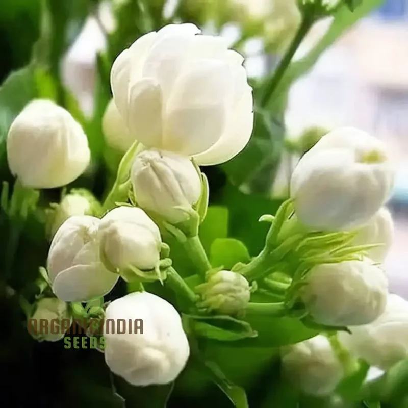 Jasmine Flower Seeds for Planting, Expert Gardening Tips for Stunning Blossoms