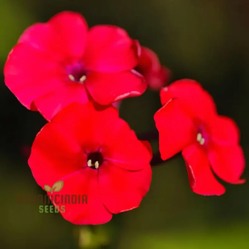 Red Drummond Phlox Flower Seeds - Brilliant Blooms for Vibrant Garden Borders