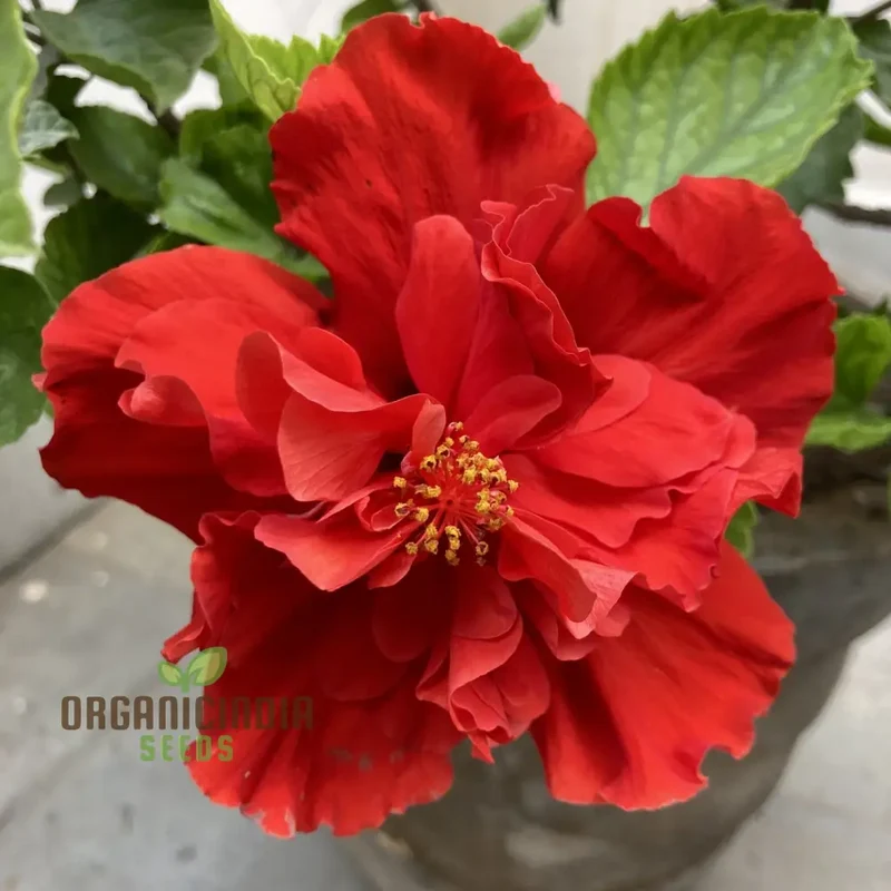 Hibiscus Seeds (Double Red Hibiscus Seeds) - Premium Vibrant Blooms for Gardens