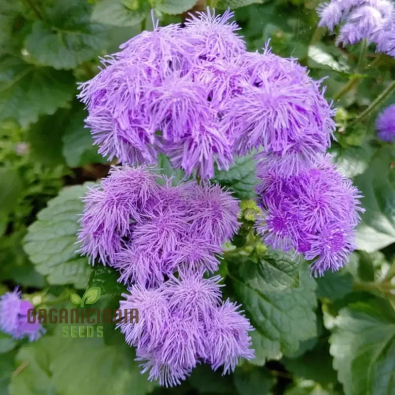 Violet Ageratum Flower Seeds, Charming and Fragrant Garden Blooms, Easy-to-Grow Varieties
