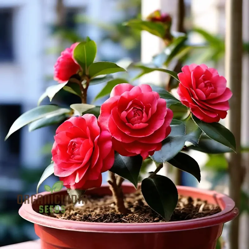 Red Camellia Flower Seeds, Cultivate Garden Elegance with Premium Blooms