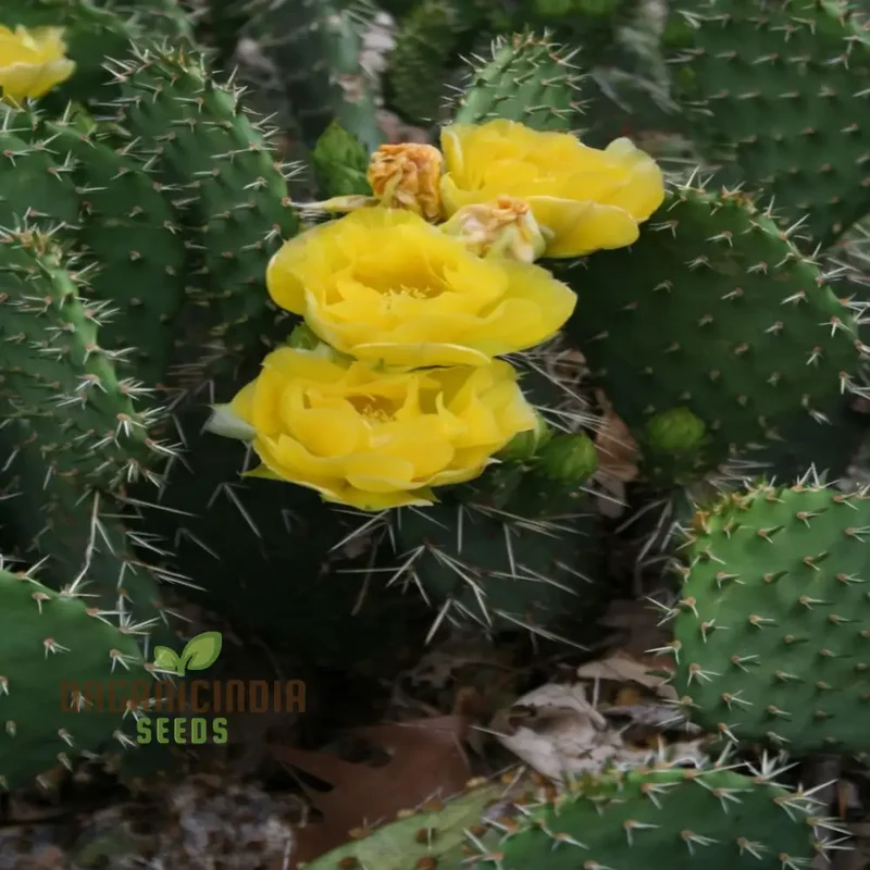 Yellow Opuntia macrorhiza Seeds – Hardy Prickly Pear Cactus for Garden Planting