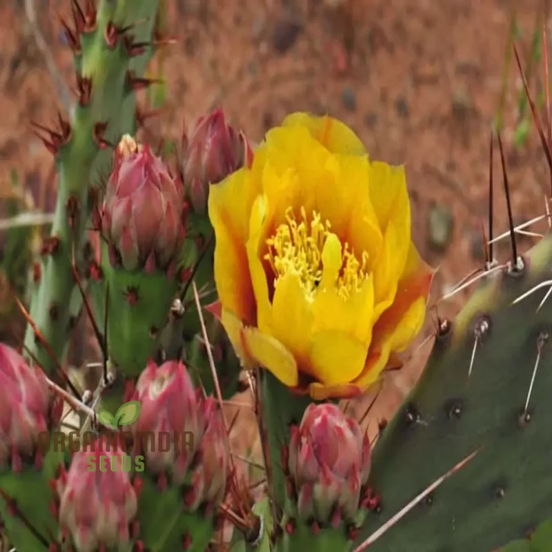 Yellow Opuntia macrorhiza Seeds – Hardy Prickly Pear Cactus for Garden Planting