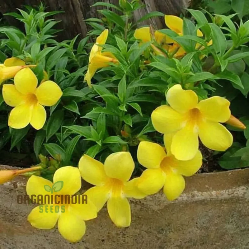 Allamanda Seeds – Vibrant Blooms for Colorful Garden Planting