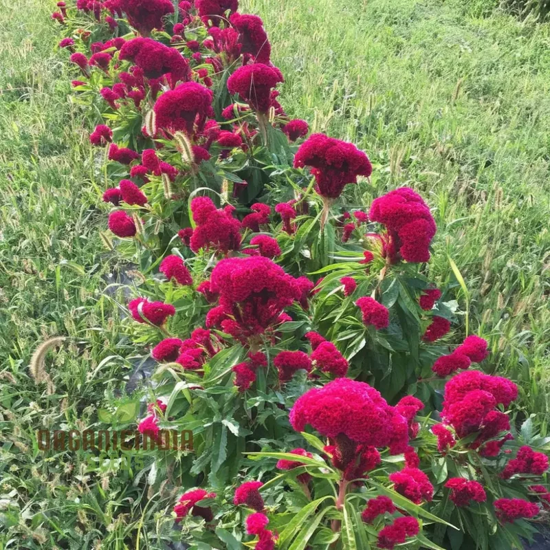 Pink Cockscomb Flower Seeds - Unique Crested Blooms for Eye-Catching Gardens
