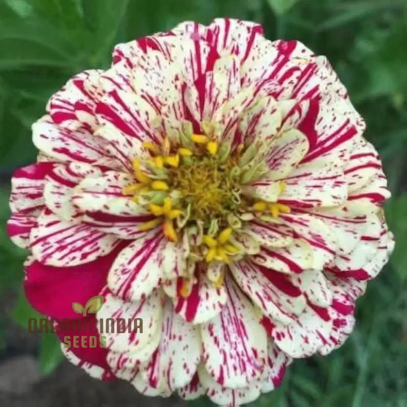 Zinnia Imported Strip red Flower Seeds, Vibrant Colors, Long Blooming Season, for Garden