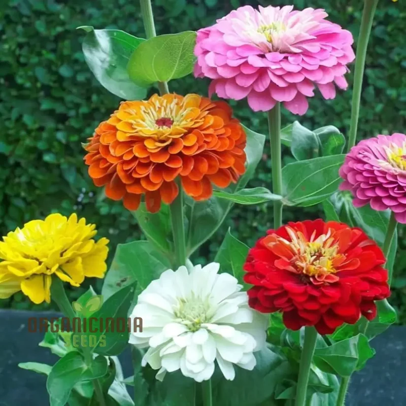 Zinnia Imported Mixed Flower Seeds, Vibrant Colors Long Blooming Season Ideal for Garden