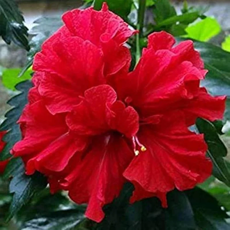 Hibiscus Seeds (Red Hibiscus Seeds) - Stunning Vibrant Blooms for Gardens