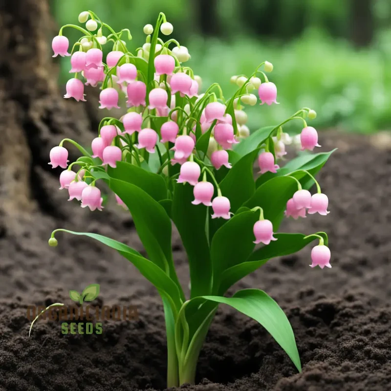 Pink Lily of the Valley Seeds, Pink Lily Flower Seeds