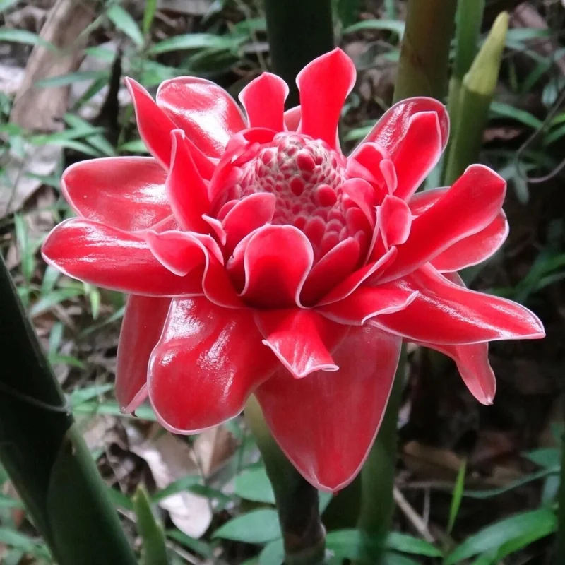 Red Green Torch Ginger Seeds, Torch Ginger Plant Seeds Mix, Red Green Torch Ginger Seeds, Bulk Red Green Torch Ginger Seeds