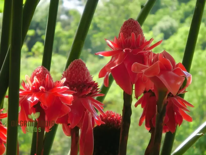 Red Green Torch Ginger Seeds, Torch Ginger Plant Seeds Mix, Red Green Torch Ginger Seeds, Bulk Red Green Torch Ginger Seeds