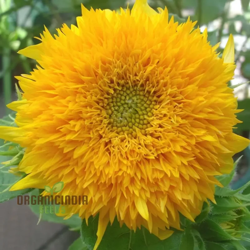 Teddy Bear Sunflower Seeds - Fluffy, Golden Blooms for Delightful Garden Displays