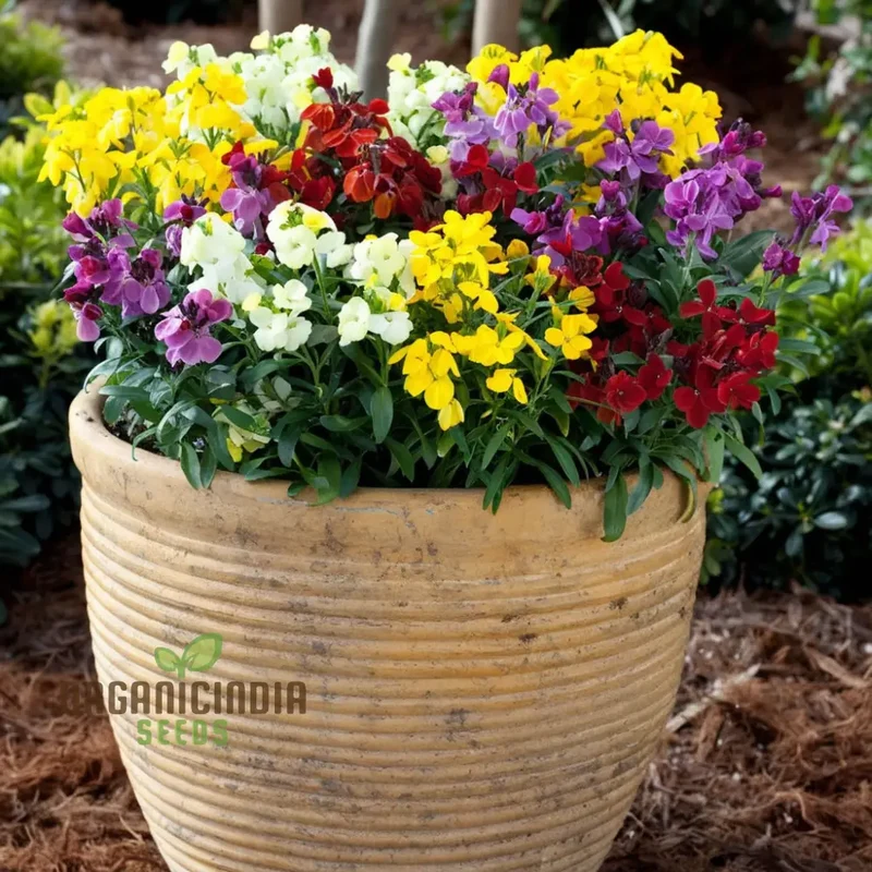 English Wallflower Seeds – Vibrant Blooms for Classic Garden Charm