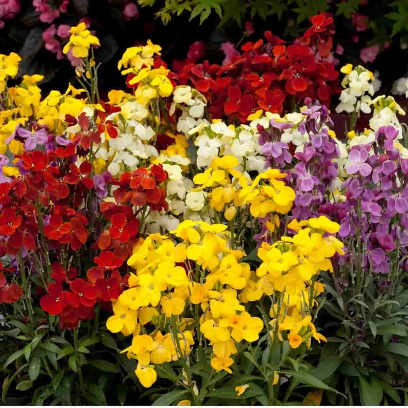 English Wallflower Seeds – Vibrant Blooms for Classic Garden Charm