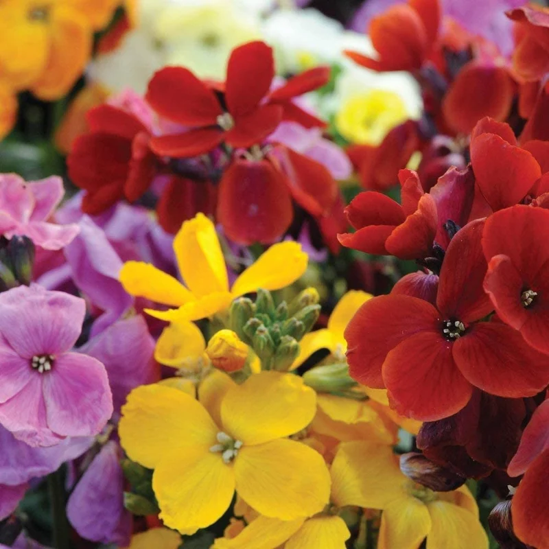 English Wallflower Seeds – Vibrant Blooms for Classic Garden Charm