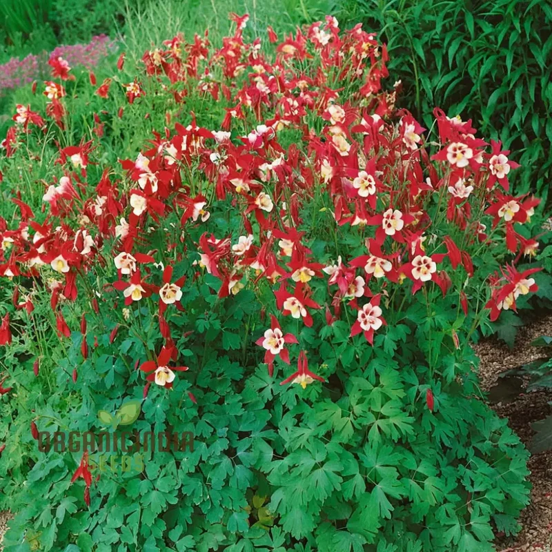 Stunning Columbine Crimson Star - Vibrant Perennial Flower for Your Garden