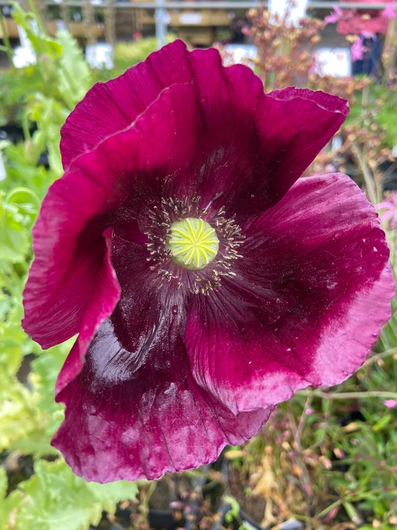 Premium Poppy Papaver Somniferum Lauren's Grape Flower Seeds, Vibrant Garden Blooms