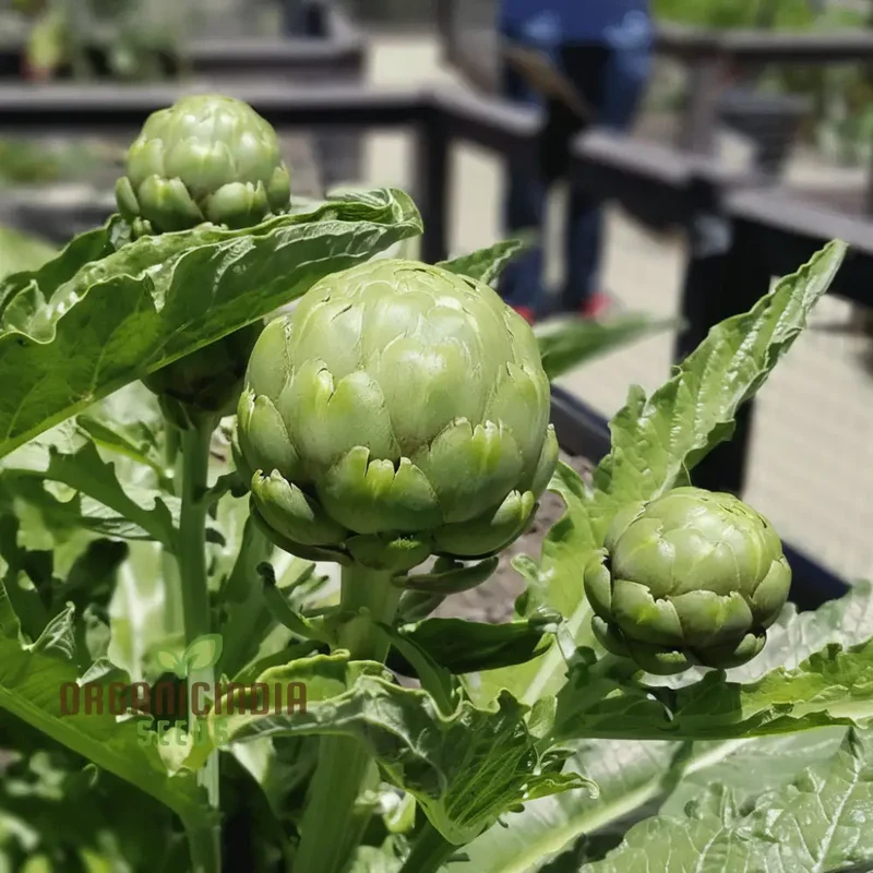 Artichoke Italian 'Green Globe' Seeds - Gourmet Quality and Rich Flavor for Your Garden