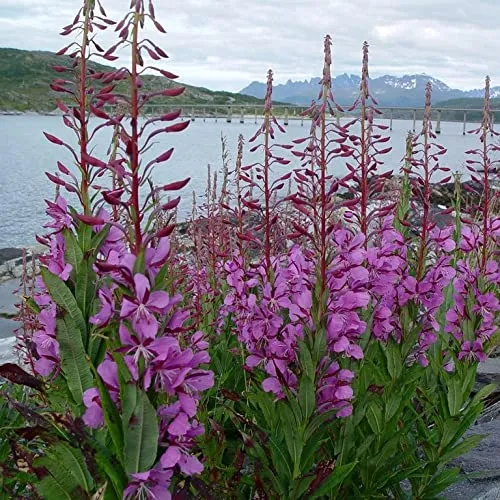 Epicorium Angustifolium Seeds – Vibrant Fireweed Variety for Gardens