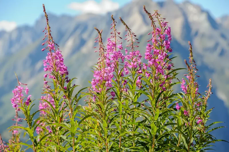 Epicorium Angustifolium Seeds – Vibrant Fireweed Variety for Gardens