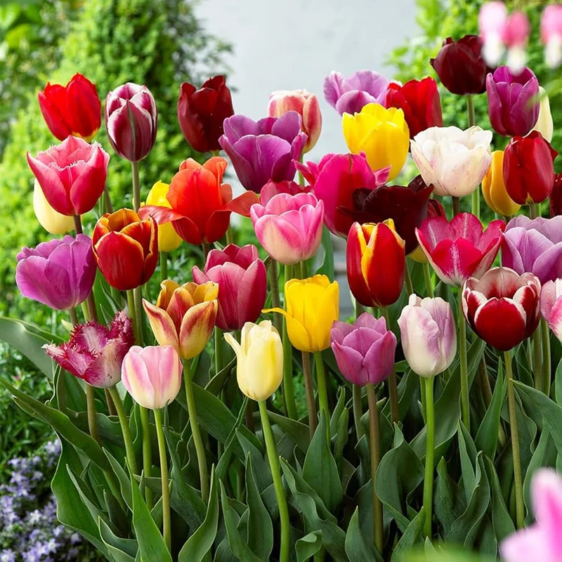 Beautiful Tulip Seeds – Portal Cool Yellow & Red Variety