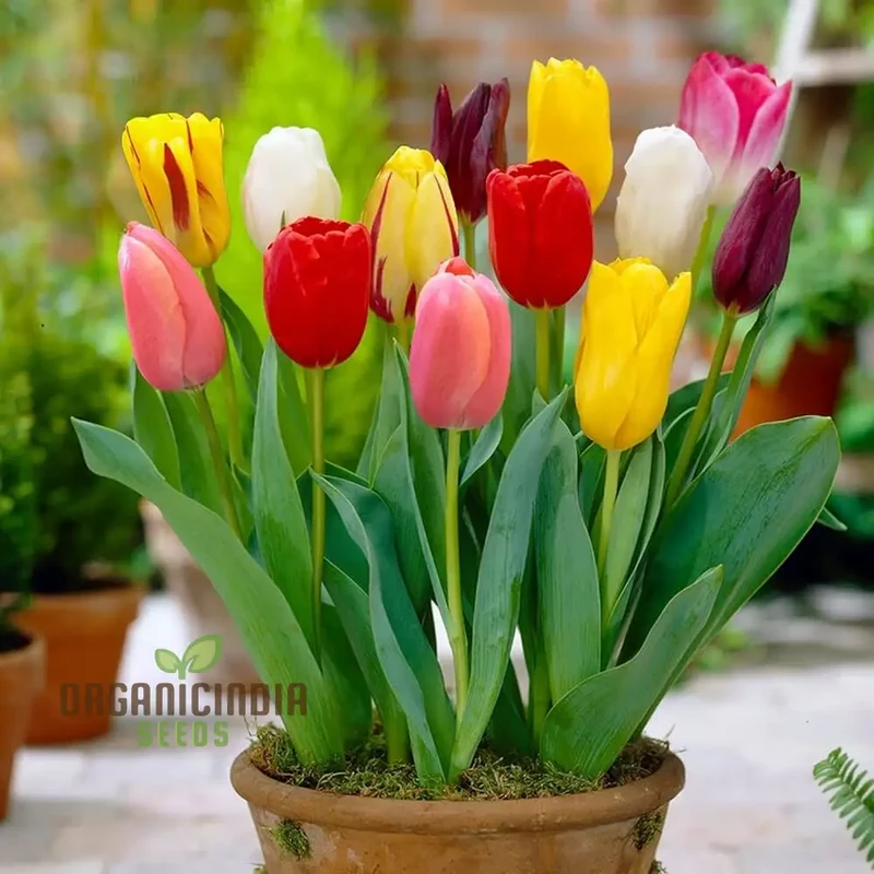 Beautiful Tulip Seeds – Portal Cool Yellow & Red Variety