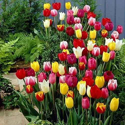 Beautiful Tulip Seeds – Portal Cool Yellow & Red Variety