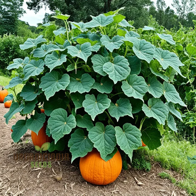 Pumpkin Seeds, Organic Pumpkin Seeds for Planting, Grow Your Own Pumpkins at Home