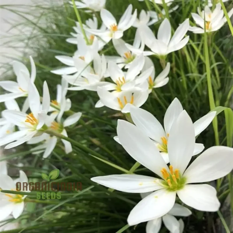 White snowdrops flower seeds for Planting, Now Spring Flowering Bulbs Double Single Collection