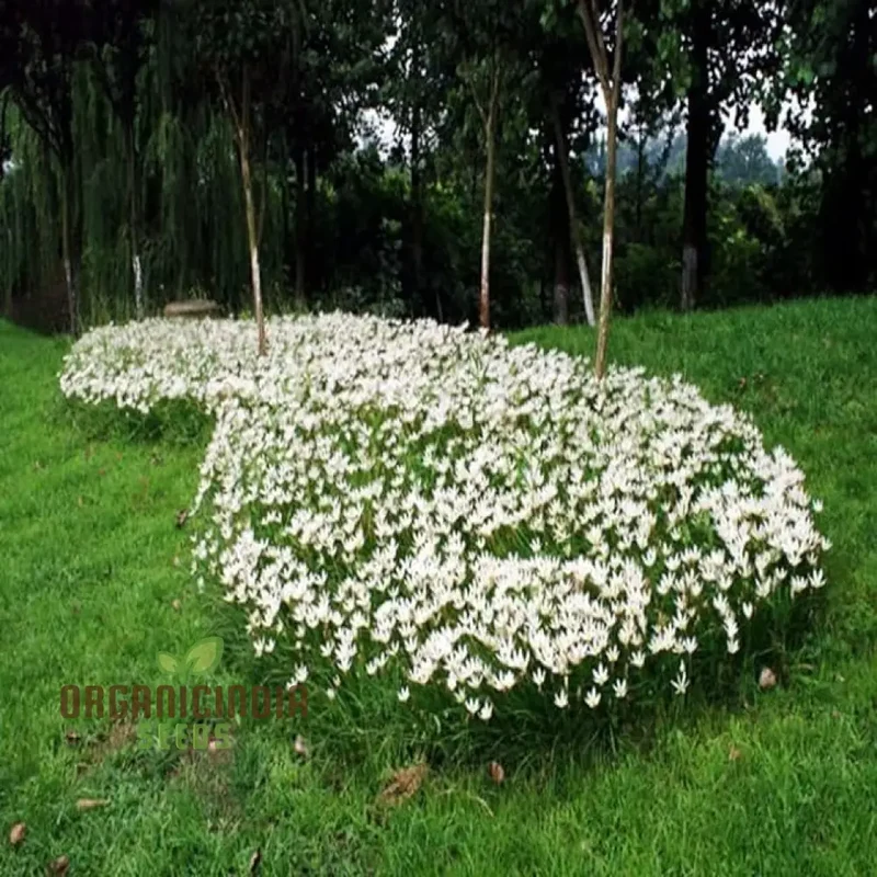 White snowdrops flower seeds for Planting, Now Spring Flowering Bulbs Double Single Collection