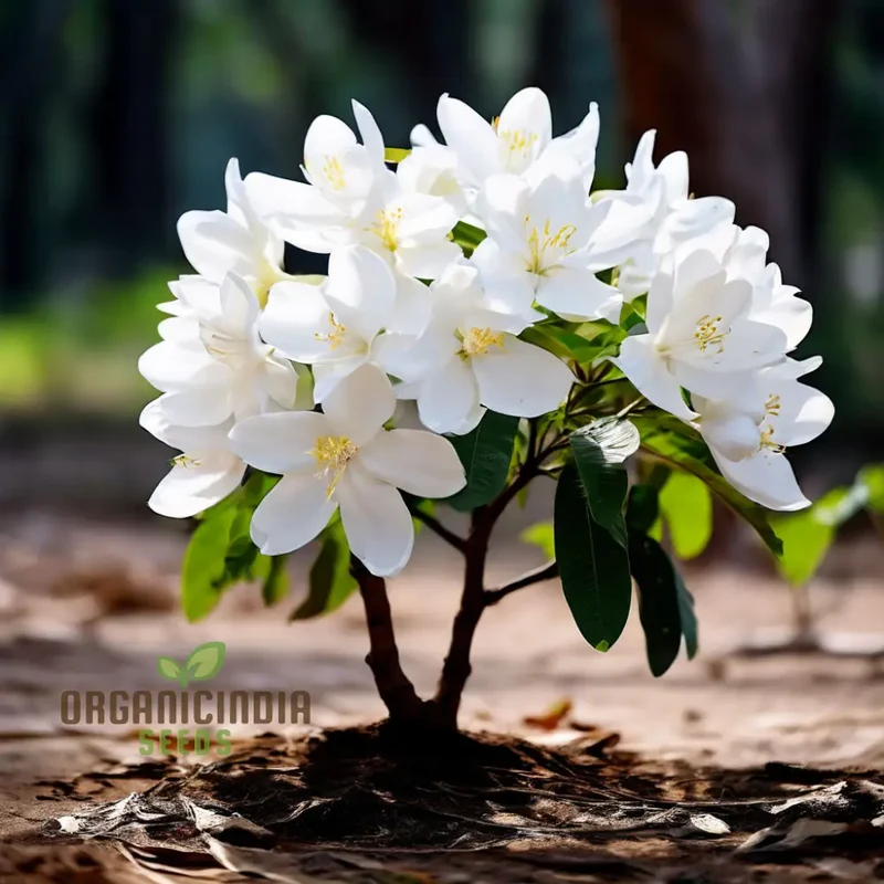 Climbing Beautiful White Mogra Live Flower Seeds, Fragrant and Elegant Blooms for Vertical Gardens