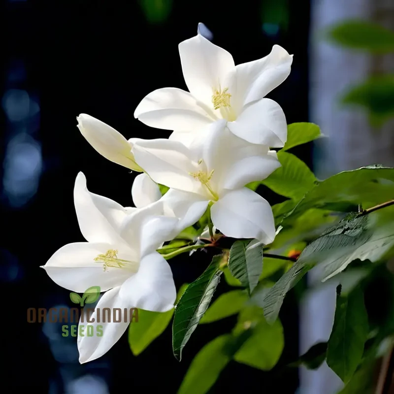 Climbing Beautiful White Mogra Live Flower Seeds, Fragrant and Elegant Blooms for Vertical Gardens