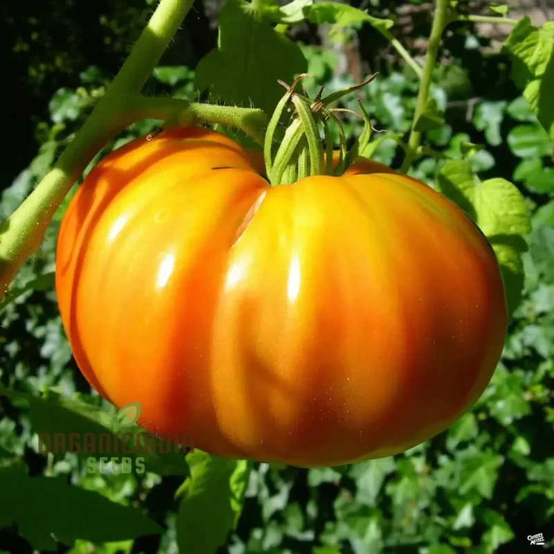Yellow Kellogg's Tomato Vegetable Seeds - Grow Deliciously Sweet and Juicy Tomatoes