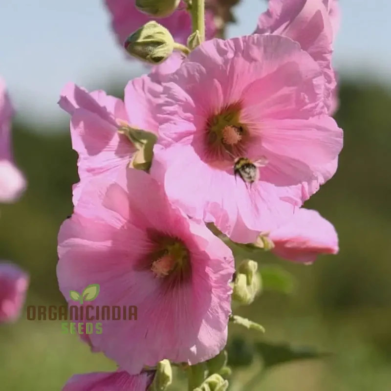 Pale Pink Hollyhock Flower Seeds, Elegant and Towering Blooms, Easy-to-Growing Graceful and Charming Garden