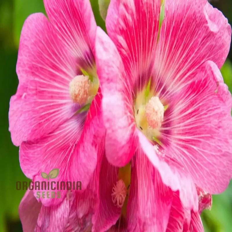 Pale Pink Hollyhock Flower Seeds, Elegant and Towering Blooms, Easy-to-Growing Graceful and Charming Garden
