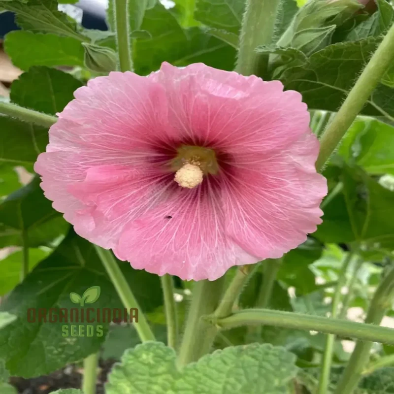 Pale Pink Hollyhock Flower Seeds, Elegant and Towering Blooms, Easy-to-Growing Graceful and Charming Garden