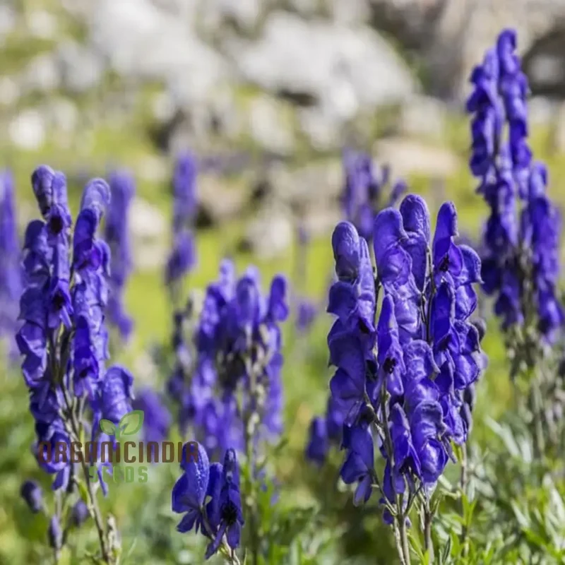 Monkshood (Aconitum Napellus) Seeds â€“ Elevate Your Gardening Experience with Striking, Majestic Blooms