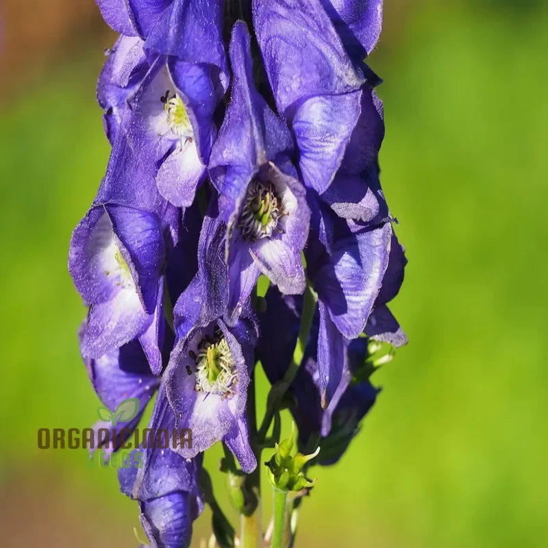 Monkshood (Aconitum Napellus) Seeds â€“ Elevate Your Gardening Experience with Striking, Majestic Blooms
