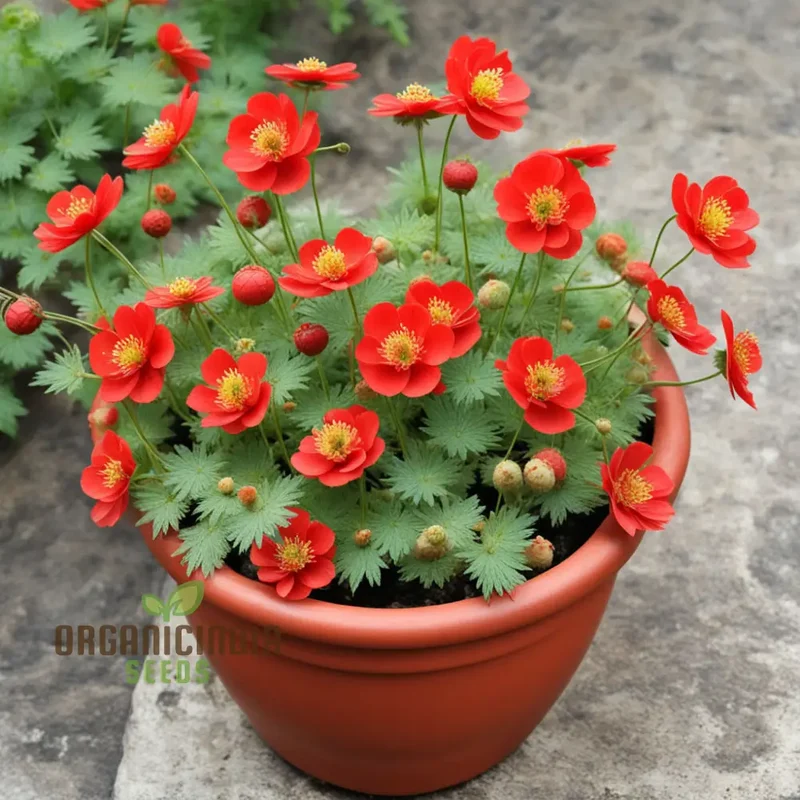 Red Geum Flower Seeds - Vibrant Blooms for Eye-Catching Garden Displays
