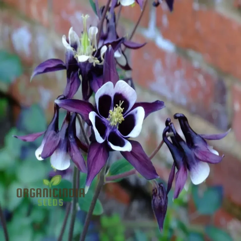 Purple White William Guiness Flower Seeds, Stunning and Unique Garden, Striking Bi-Color Blooms
