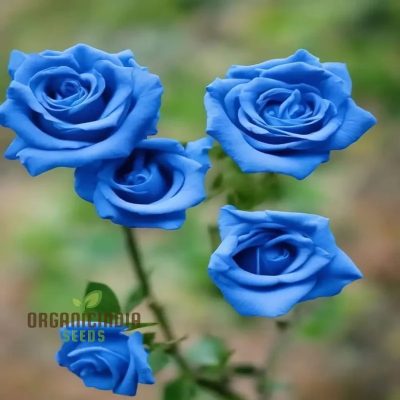 Premium Blue Climbing Rose Flower Seeds for Gardening Enthusiasts - High-Quality Seeds for Stunning Blooms