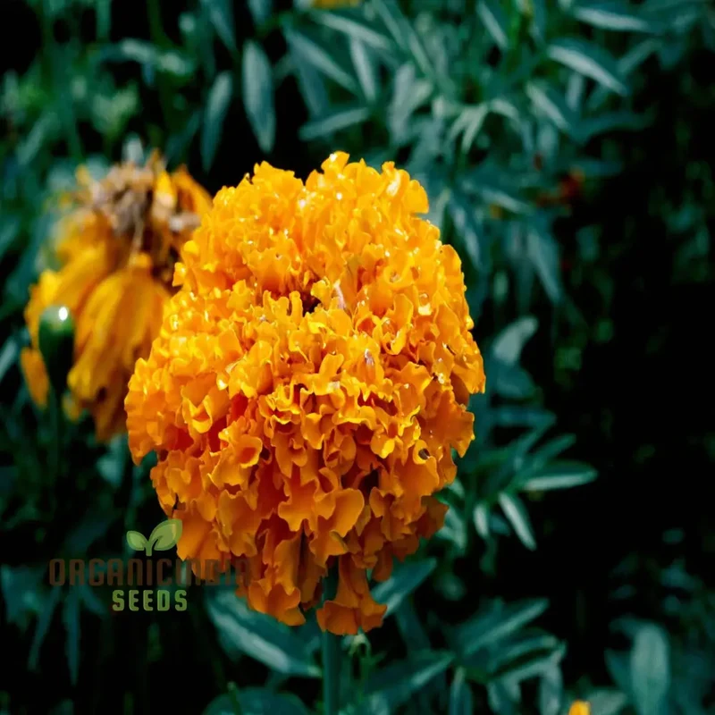 Mexican Golden Yellow Color Marigold Flower Seeds Radiant Blooms for Your Garden Oasis, Premium Flower Seeds for Successful Planting and Gardening