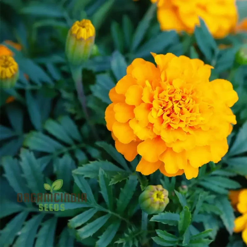 Mexican Golden Yellow Color Marigold Flower Seeds Radiant Blooms for Your Garden Oasis, Premium Flower Seeds for Successful Planting and Gardening