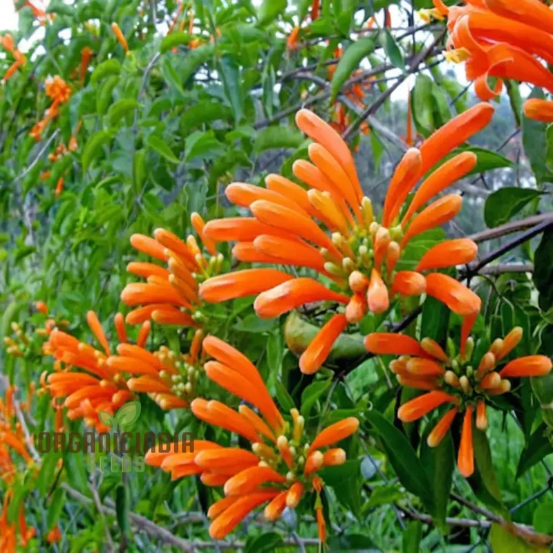 Orange Pyrostegia Venusta Flower Seeds for Gardening And Planting