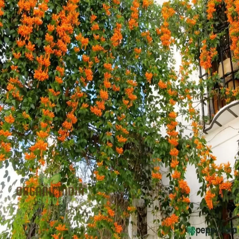 Orange Pyrostegia Venusta Flower Seeds for Gardening And Planting